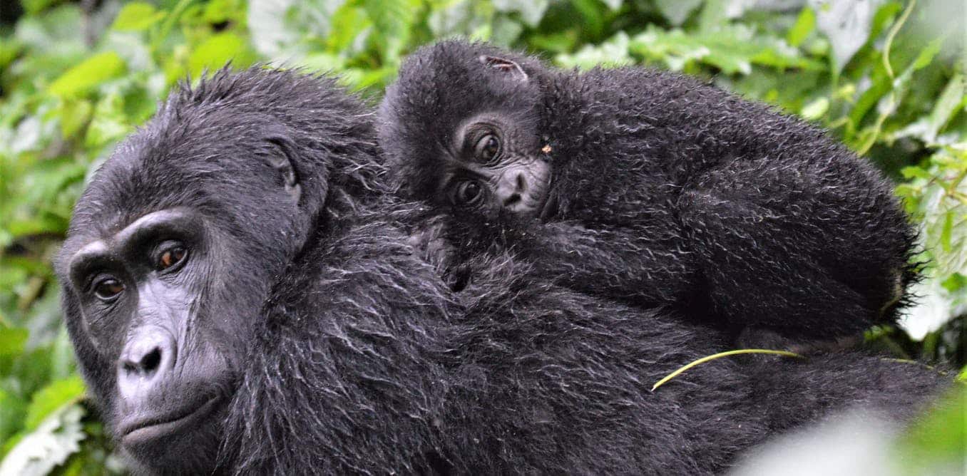 African Adventure River Cruise Safari